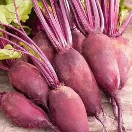 burak-rywal-cwiklowy-podluzny-bardzo-smaczny-wczesny-nasiona-burakow