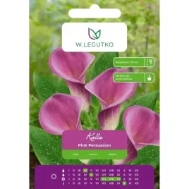 legutko-cebulki-kwiatowe-kalla-rozowa-pink-persuasion-1szt