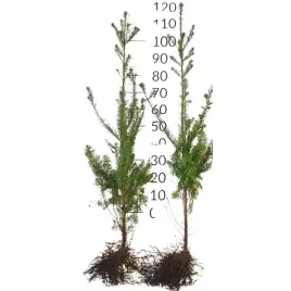 daglezja-zielona-jedlica-80-120cm-super-sadzonki