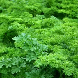 toraf-nasiona-pietruszka-naciowa-zielona-moss-curled-2-caloroczna-2g