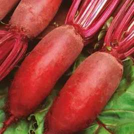 burak-kier-podluzny-bardzo-plenna-smaczna-odmana-burakow-cwiklowych-nasiona