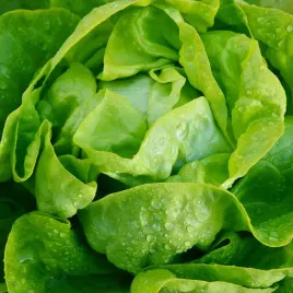 toraf-nasiona-salata-maslowa-krolowa-majowych-wczesna-nasiona-salaty-warzyw