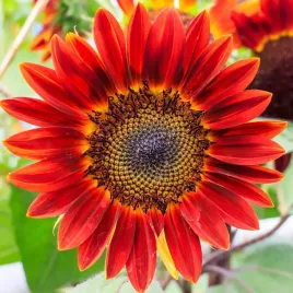 toraf-slonecznik-ozdobny-red-sun-czerwony-nasiona