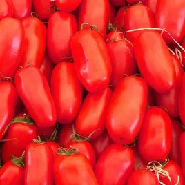 nasiona-warzyw-pomidor-san-marzano-idealny-do-przetworow-gruntowy-podluzny