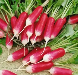 toraf-rzodkiewka-de-dix-huit-jours-18-dniowa-wczesna-szybko-rosnie-5g