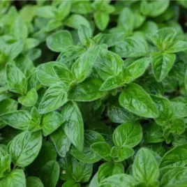 toraf-oregano-do-uprawy-w-domu-i-balkonie-aromatyczne-ziolo-nasiona-ziol