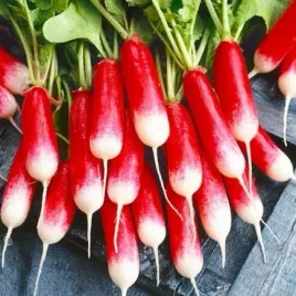 toraf-nasiona-rzodkiewka-opolanka-podluzna-wczesna-czerwona-z-bialym-koncem