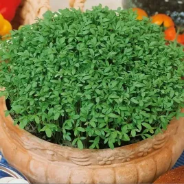 toraf-kielki-rzezucha-caloroczna-nasiona-do-zup-salatek-surowek-twarozku