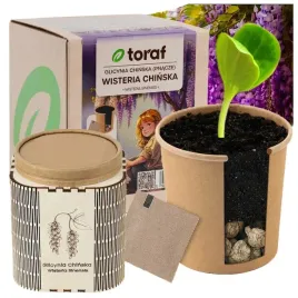toraf-zestaw-do-samodzielnej-uprawy-nasiona-wisteria-chinska-oslonka-ziemia