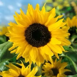 toraf-nasiona-slonecznik-ogrodowy-jadalny-nasiona-slonecznika-jadalnego-10g