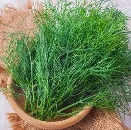 toraf-nasiona-koper-ogrodowy-moravan-wielokrotony-zbior-srednio-wczesny-5g