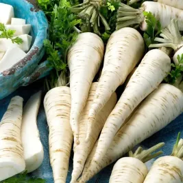 biopon-nasiona-pietruszka-korzeniowa-halblange-3g