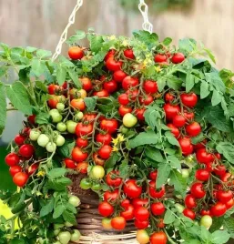 biopon-nasiona-pomidor-cherry-malinowy-slodki-01g