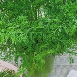 toraf-nasiona-koper-ogrodowy-ambrozja-srednio-wczesny-5g-nasiona-warzyw