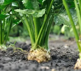 biopon-nasiona-seler-korzeniowy-duze-bulwy-kruchy-aromatyczny-miazsz-04g