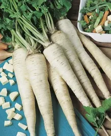 pietruszka-cukrowa-halblange-berlinska-nasiona-pietruszki-pozna-5g