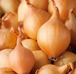 biopon-nasiona-cebula-wolska-pozna-plenna-3g