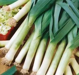 toraf-nasiona-warzyw-por-albos-srednio-wczesny-nasiona-pora-warzyw-gruby-1g