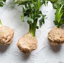 toraf-nasiona-seler-korzeniowy-maxim-odmiana-pozna-1g