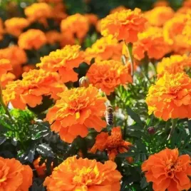 biopom-nasiona-sloneczna-jednoroczna-aksamitka-niska-pomaranczowa-1g