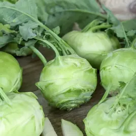 toraf-nasiona-kalarepa-delikatess-white-srednio-wczesna-duzo-witamin-2g