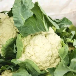 biopom-nasiona-wiejski-wczesny-niebieski-kalafior-gruntowy-beta-1g