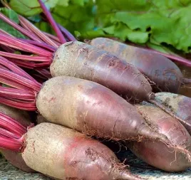 biopon-nasiona-burak-cwiklowy-opolski-pozny-15g