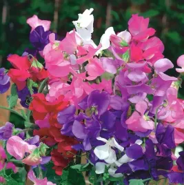 biopon-nasiona-jednoroczna-wielobarwny-pnacy-groszek-pachnacy-mix-kolor-3g