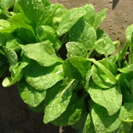 toraf-nasiona-szpinak-matador-duze-liscie-szybko-rosnacy-10g