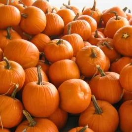 biopon-nasiona-dynia-olbrzymia-typ-halloween-bardzo-duze-owoce-3g