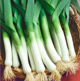 toraf-nasiona-por-blauwgroene-winter-alaska-pozna-odmiana-do-zimowania-1g