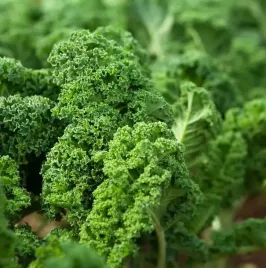 biopon-nasiona-jarmuz-do-salatki-odporny-na-mroz