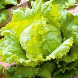 toraf-nasiona-salata-krucha-lodowa-tarzan-srednio-wczesna-odmiana-1g