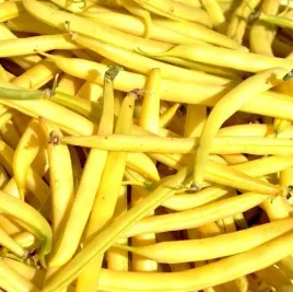 toraf-nasiona-fasola-szparagowa-karlowa-wczesna-zolta-zlota-saxa-50g