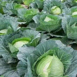 biopon-nasiona-kapusta-biala-kamienna-glowa-2g