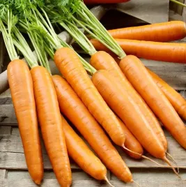 biopon-nasiona-marchew-jadalna-witaminy-karoten-4g