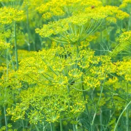 biopon-nasiona-koper-do-kiszenia-ogorokow-4g