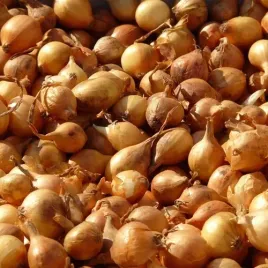 toraf-nasiona-cebula-wolska-odmiana-pozna-bardzo-plenna-4-g