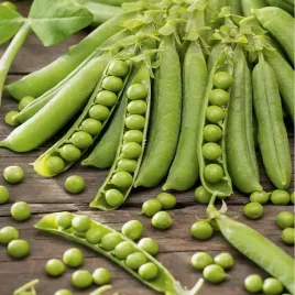 toraf-nasiona-groch-siewny-luskowy-szesciotygodniowy-bardzo-wczesny-50g