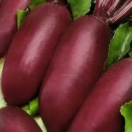 toraf-nasiona-burak-cwiklowy-opolski-podluzny-10g