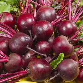 toraf-nasiona-burak-cwiklowy-czerwona-kula-2-plenny-soczysty-10-g