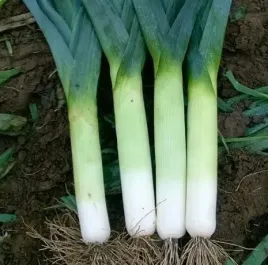 biopon-nasiona-por-typ-varna-wczesny-dlugi-1g