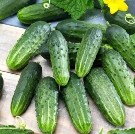 biopon-nasiona-odpornego-ogorka-gruntowego-wiejskiego-sremskiego-f1-4g