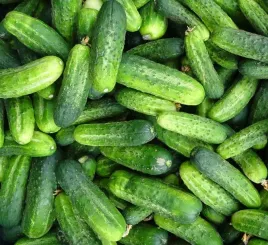 biopon-nasiona-ogorek-kruchy-slodki-korniszon-3g