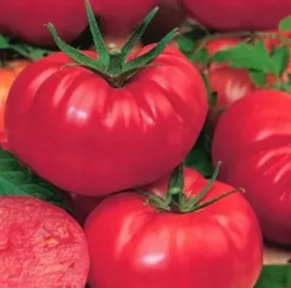 biopon-nasiona-pomidor-typ-malinowy-niski-02-g