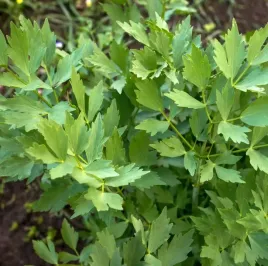 biopon-nasiona-lubczyk-lekarski-mocny-aromat-02g