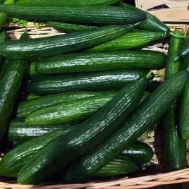 biopon-nasiona-ogorek-na-salatki-i-mizerie-2-g