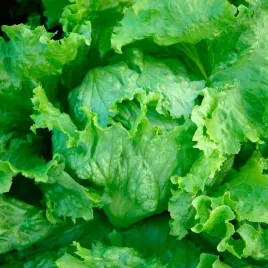 toraf-nasiona-salata-krucha-lodowa-krolowa-lata-wczesna-odmiana-1g