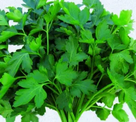 toraf-nasiona-pietruszka-naciowa-gigante-d-italia-caloroczna-plenna-2g