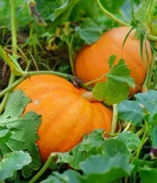 toraf-nasiona-dynia-olbrzymia-bambino-warzyw-dyni-plenna-duze-owoce-5g